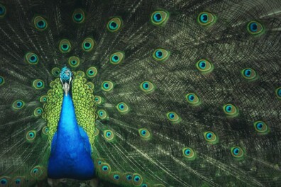 Hoe komen veren aan hun kleur?