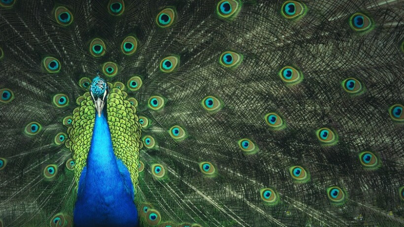 Hoe komen veren aan hun kleur?