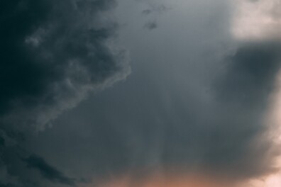 Deze drie dieren voorspellen het weer