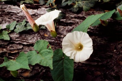 Weetjes over de woekerende winde – ook hoe je ervan af komt
