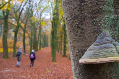 De tonderzwam op dode bomen gonst van het leven