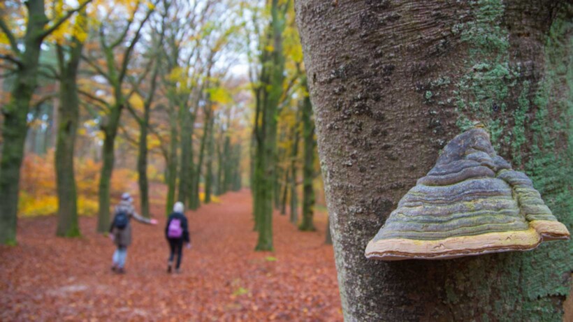 De tonderzwam op dode bomen gonst van het leven