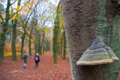 De tonderzwam op dode bomen gonst van het leven
