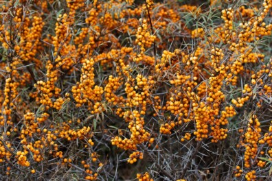 Waarom zit de ene duindoorn vol bessen en de andere niet?
