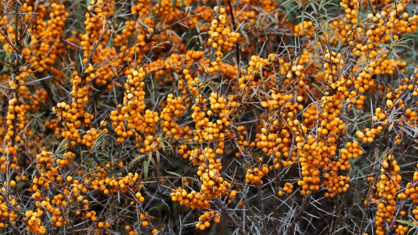 Waarom zit de ene duindoorn vol bessen en de andere niet?