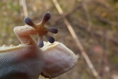 Grijpers, plakkers en gravers: een prachtige parade van dierenpoten