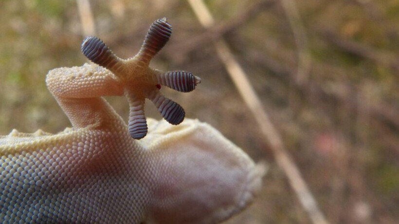 Grijpers, plakkers en gravers: een prachtige parade van dierenpoten