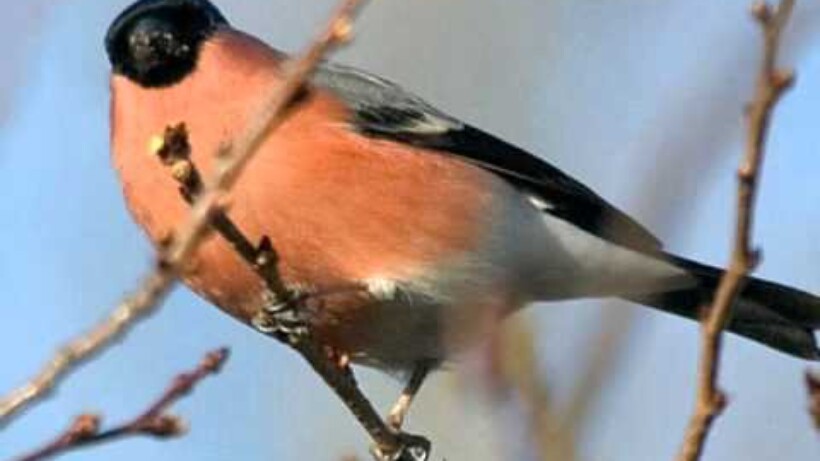 Kleine zwanen maken een toeterend geluid