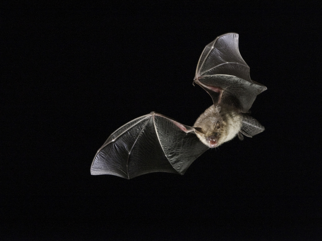 Vleermuis