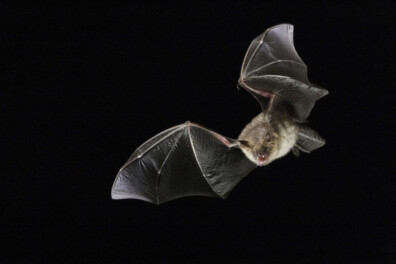 Broodje aap: kan een vleermuis verstrikt raken in je haar?
