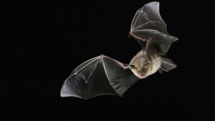 Broodje aap: kan een vleermuis verstrikt raken in je haar?
