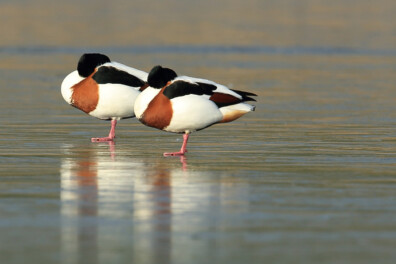 Bestaan er dieren die nooit slapen?