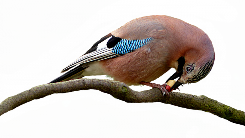 De gaai – verzot op eikels