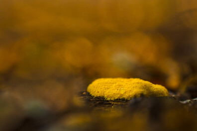 Heksenboter: intelligent zwammetje wandelt door het bos