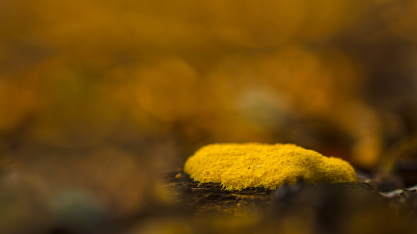 Heksenboter: intelligent zwammetje wandelt door het bos