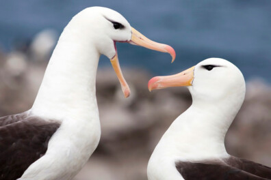 Kunnen vogels ruiken?