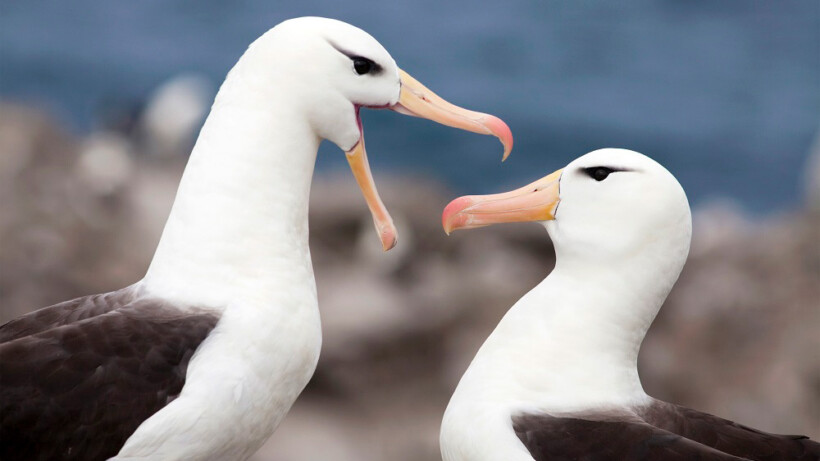 Kunnen vogels ruiken?