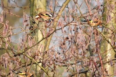 Winter, maar toch wolkt er al geel stof uit de zwarte els