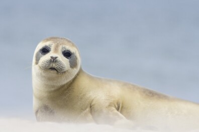 Bijten zeehonden ook mensen?