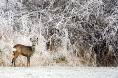 6 verrassende feiten over reeën