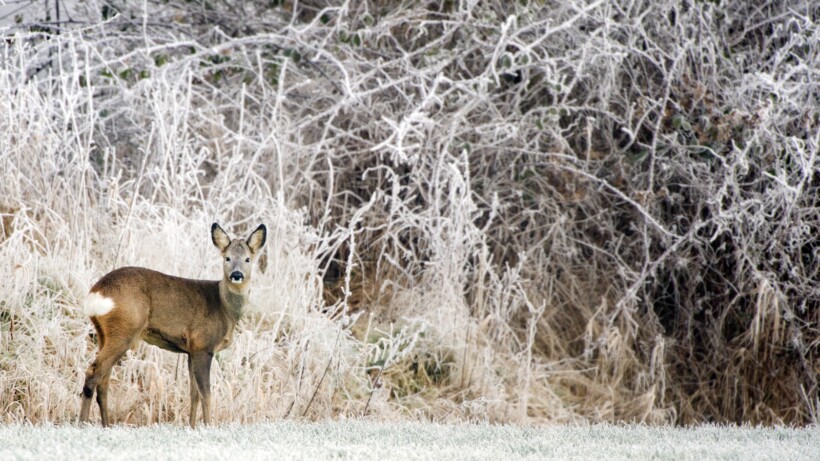 6 verrassende feiten over reeën