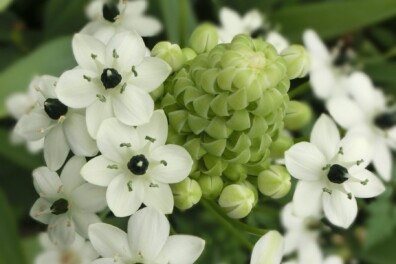 De bloem die weken bloeit: de zuidenwindlelie