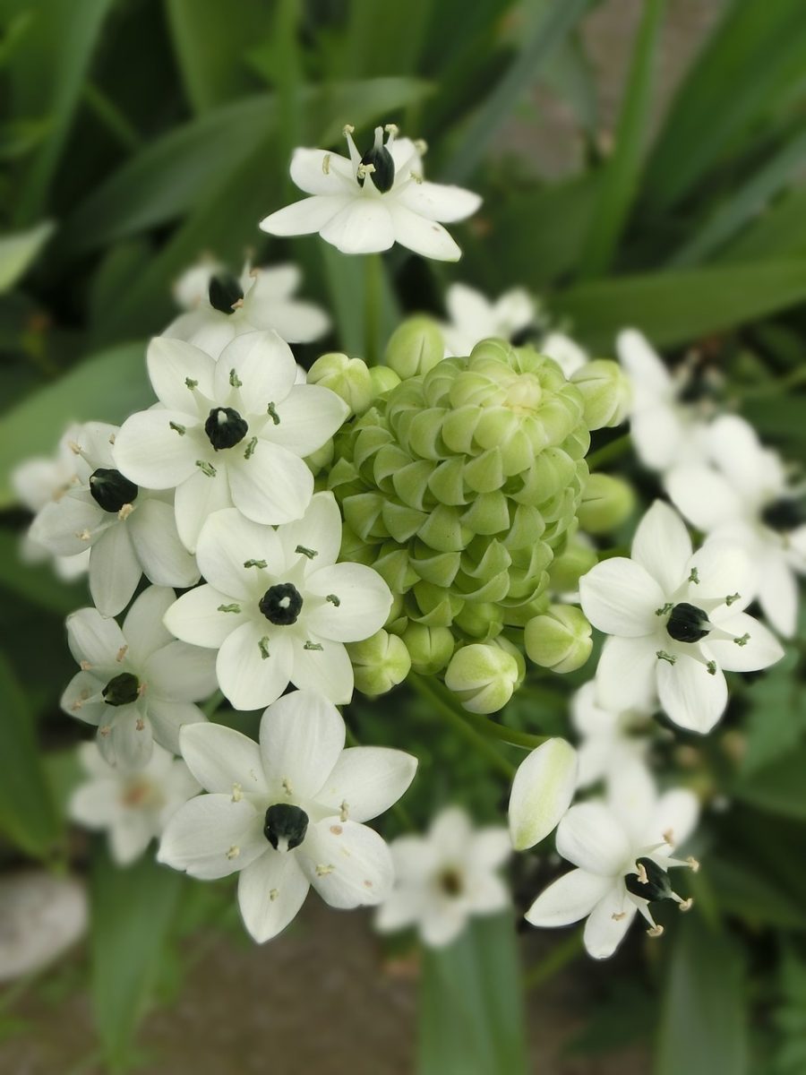 De bloem die weken bloeit: de zuidenwindlelie | Groen | Seasons