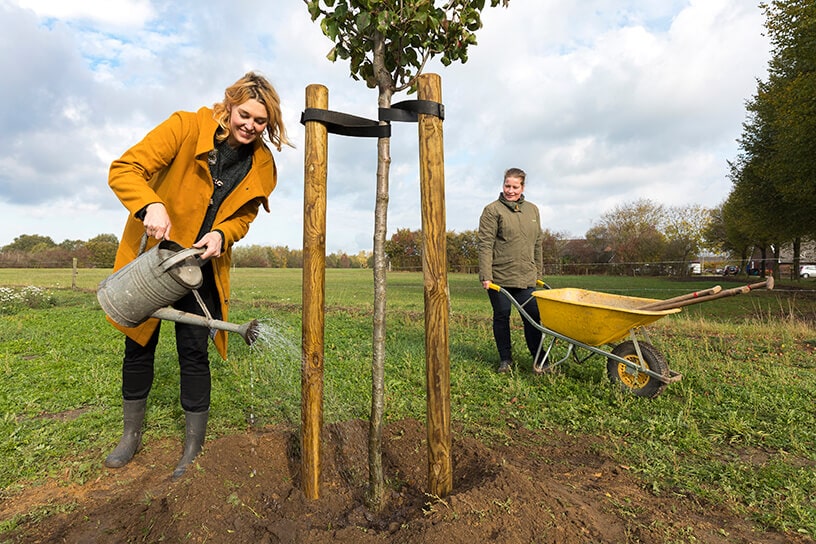 Boom planten? Z doe je dat!