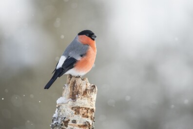 Goudvink: hoog bezoek in je tuin