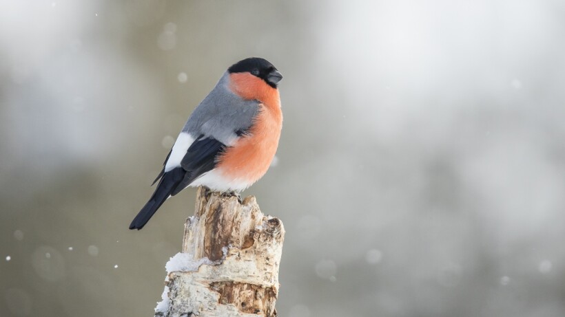 Goudvink: hoog bezoek in je tuin
