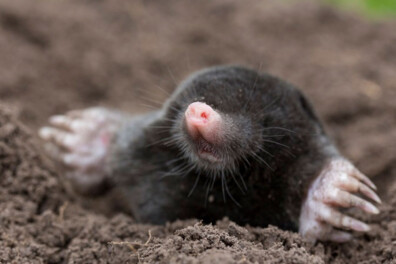 Doe mee met de landelijke telling: waar is de mol?
