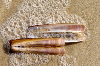 Nu te zien aan het strand: Amerikaanse zwaardschede