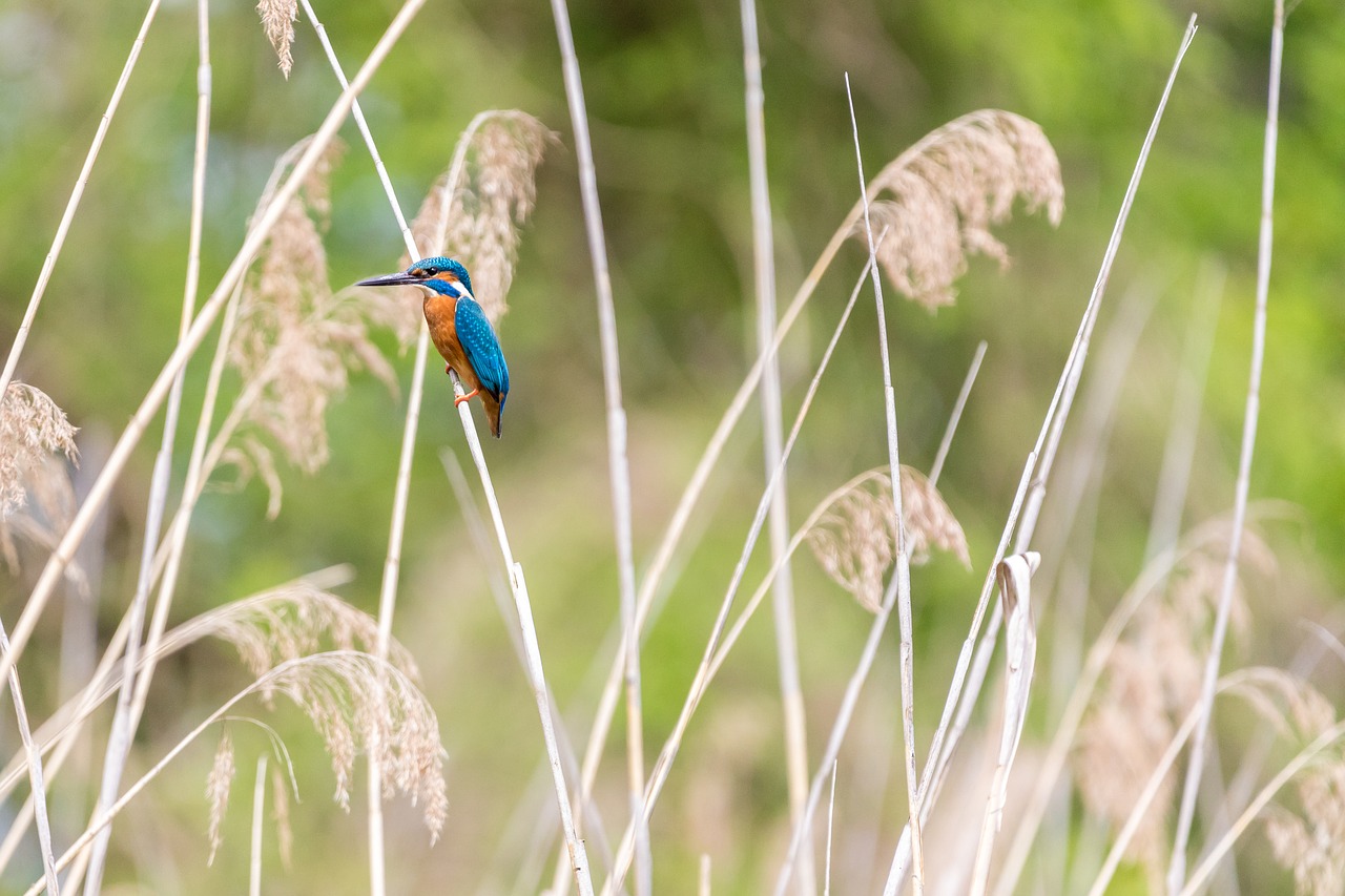 ijsvogel in het riet