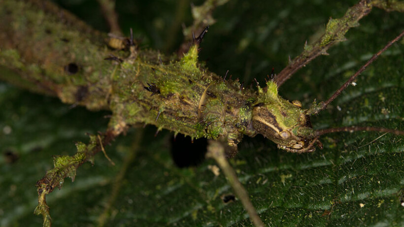 Wandelende takken nu ook in het wild gespot in Nederland