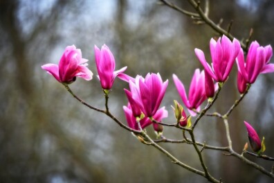 De magnolia: alles wat je wilt weten
