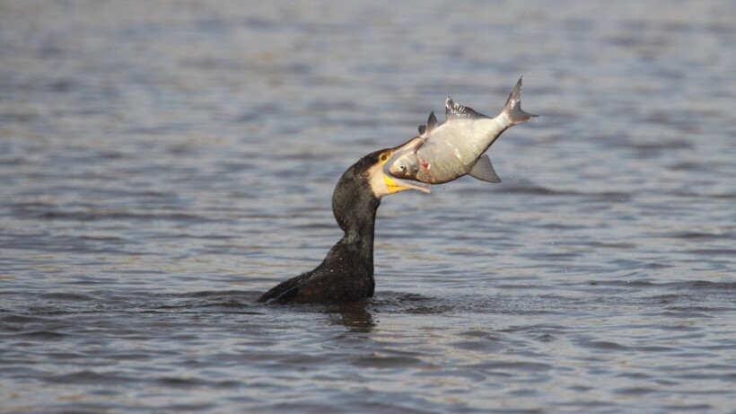 De aalscholver heeft superoren om de vissen mee te horen