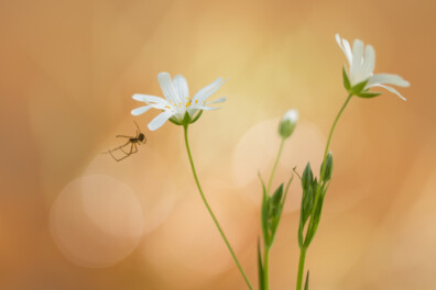 Broodjeaapverhaal of niet: een spin overleeft een val uit het raam