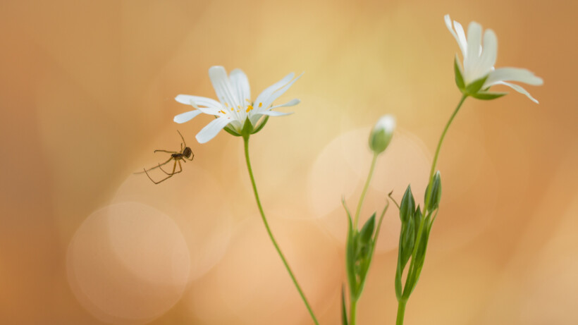 Broodjeaapverhaal of niet: een spin overleeft een val uit het raam