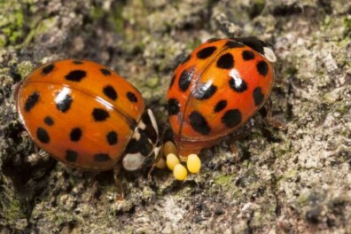 Lieveheersbeestjes weer actief