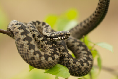 Worden schapen op de heide door adders gebeten?