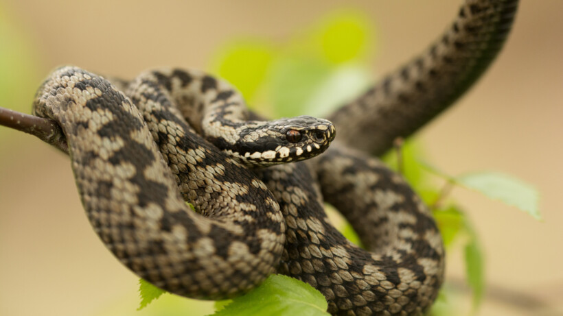 Worden schapen op de heide door adders gebeten?
