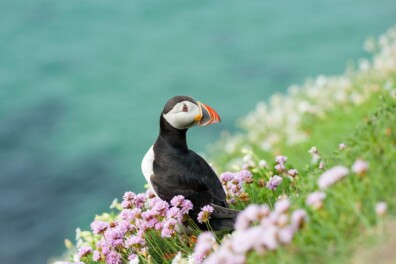 De papegaaiduiker: zijn snavel is zijn koelsysteem – en meer verrassende feiten