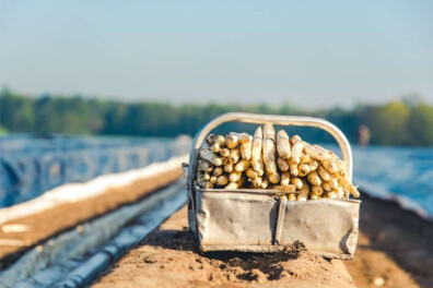 Asperges: 10x weetjes