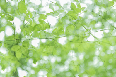 Wat een vraag: kunnen bomen hun ‘schorshuid’ verbranden?