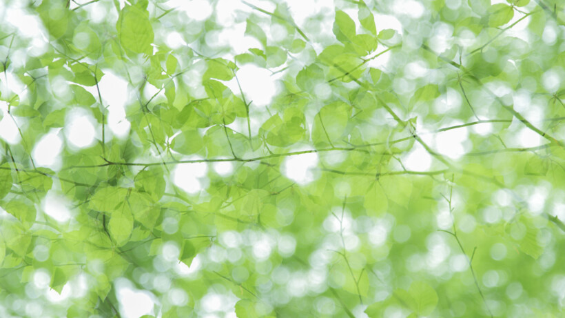 Wat een vraag: kunnen bomen hun ‘schorshuid’ verbranden?
