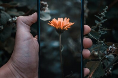 6 handige planten apps – voor je (kamer)planten tot je (moes)tuin