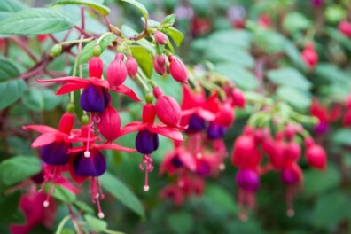 Fuchsia stekken in 7 stappen – tuinklusjes augustus