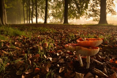 5 hotspots voor de vliegenzwam