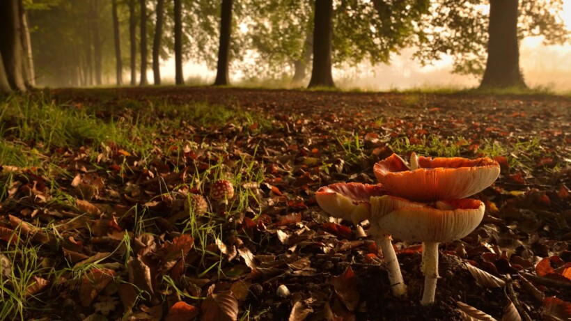 5 hotspots voor de vliegenzwam