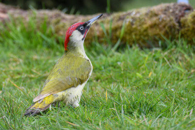 Waar of niet waar: man en vrouw van de groene specht ogen identiek